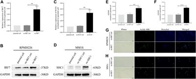 Identification of Immune-Related Genes for Risk Stratification in Multiple Myeloma Based on Whole Bone Marrow Gene Expression Profiling